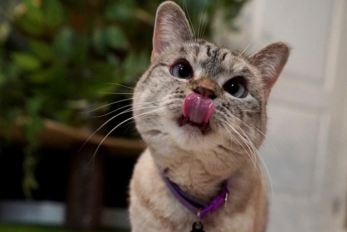 Meet Nala Cat: The Instagram Star With a Ton of FO – Tymoff