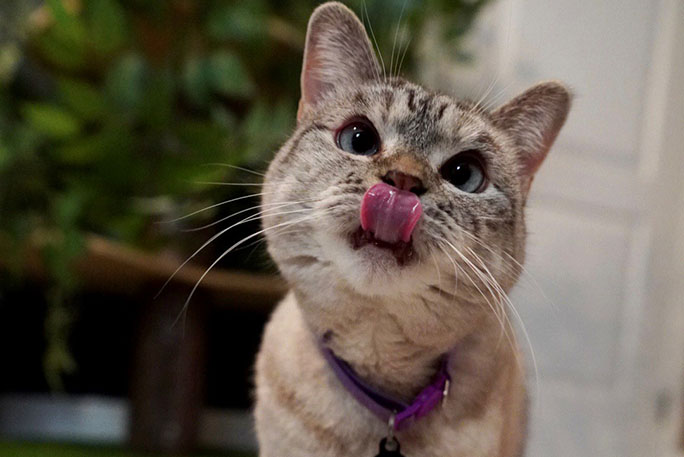 Meet Nala Cat: The Instagram Star With a Ton of FO - Tymoff