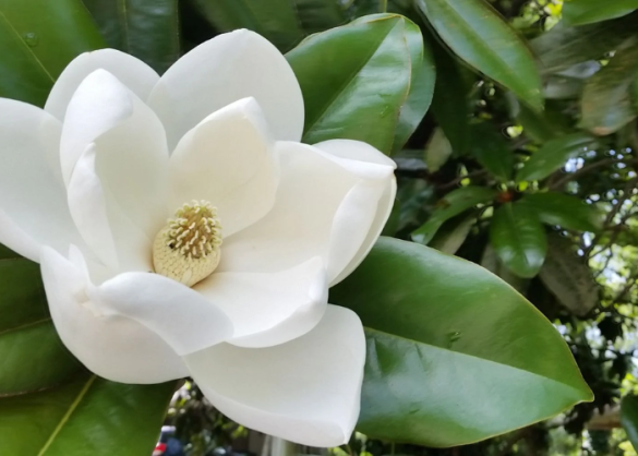 Little Gem Magnolia Tree Pros and Cons