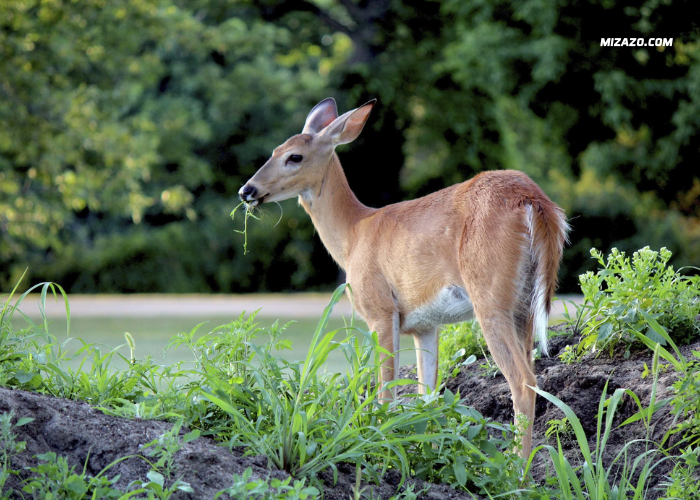 Do Deer Eat Gardenias