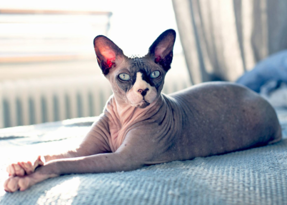 Discover the fascinating history and distinctive characteristics of the Sphynx Cat in this captivating overview